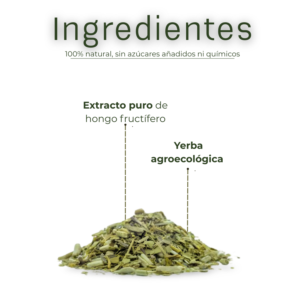 Yerba mate | Melena de león